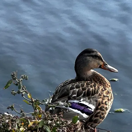 Botanica Casa de Férias
