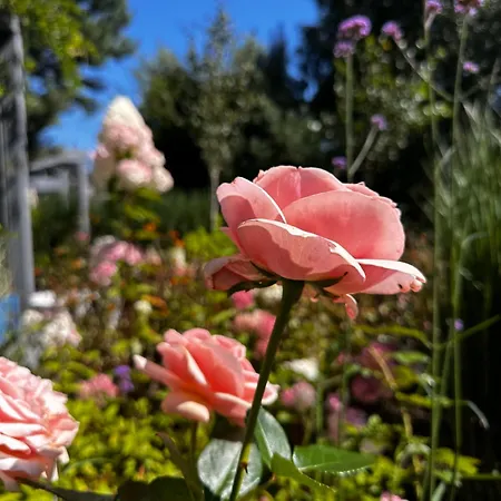 Botanica