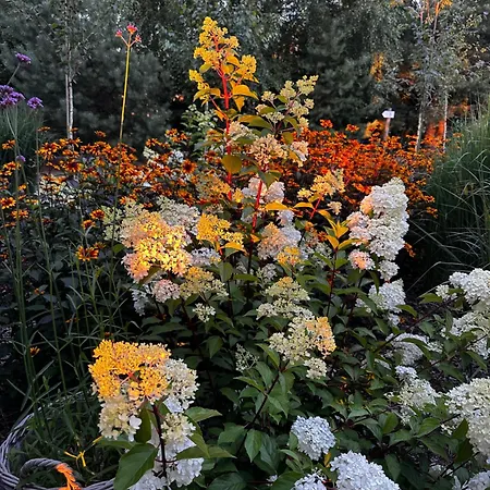 Botanica