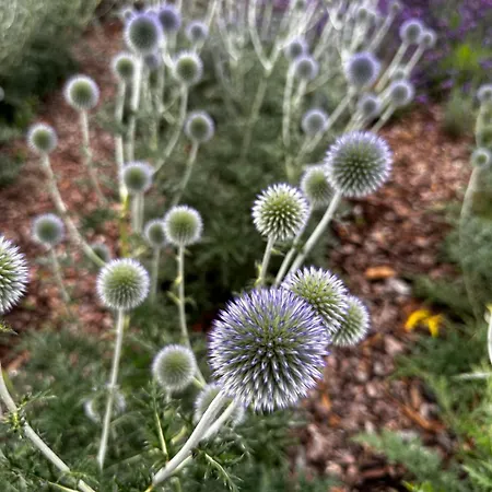 Hébergement de vacances Botanica