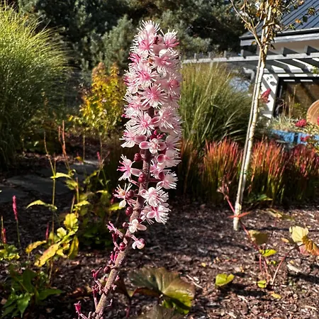 Botanica Odargowo