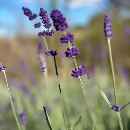 Hébergement de vacances Botanica *