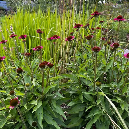 Botanica Hébergement de vacances Odargowo