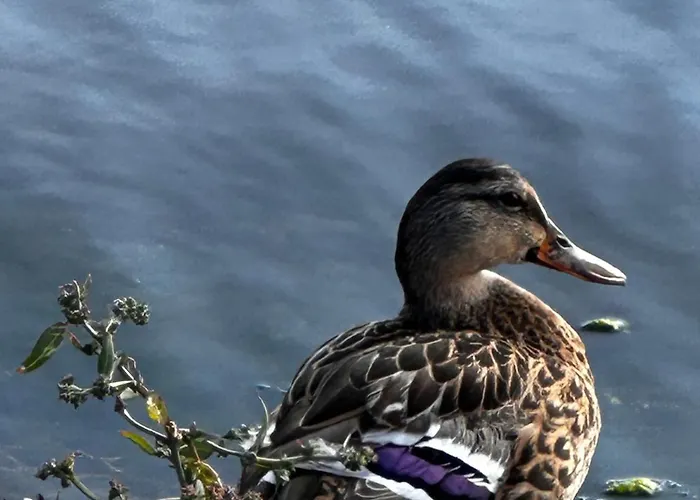 Botanica Semesterbostad